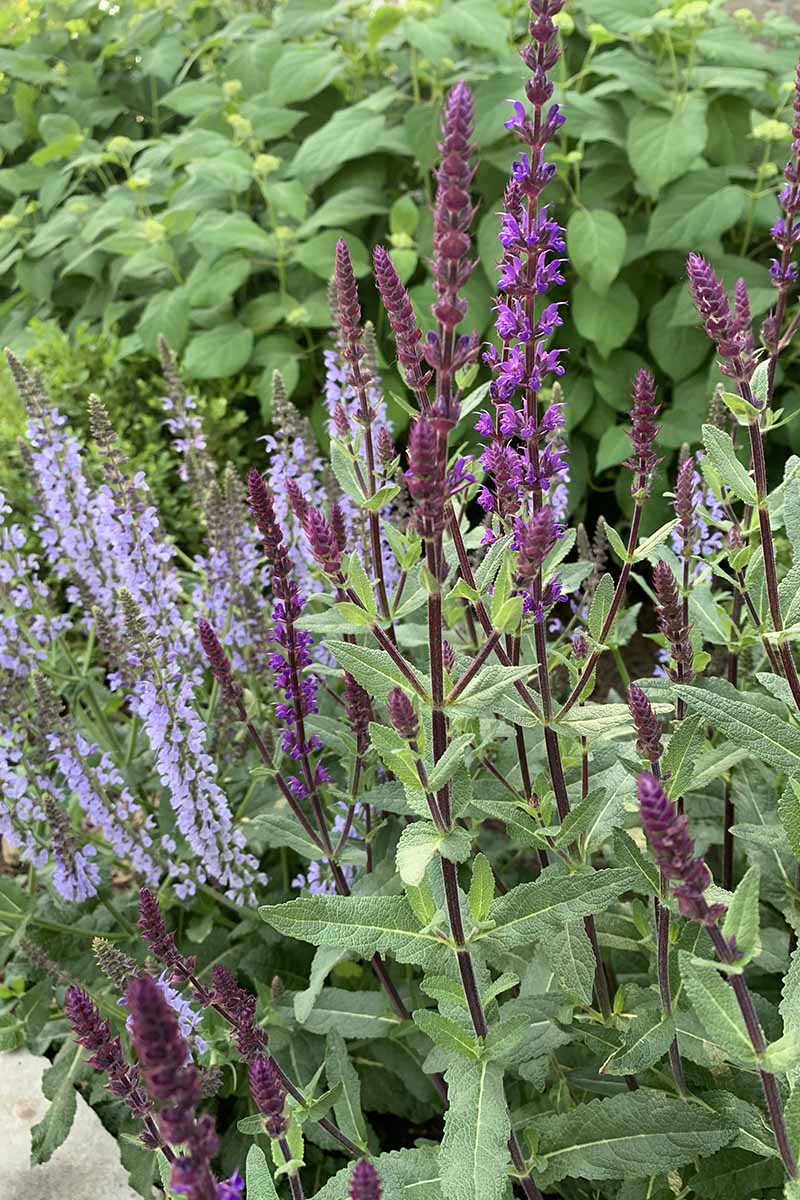 How to Divide and Transplant Salvia | Gardener's Path