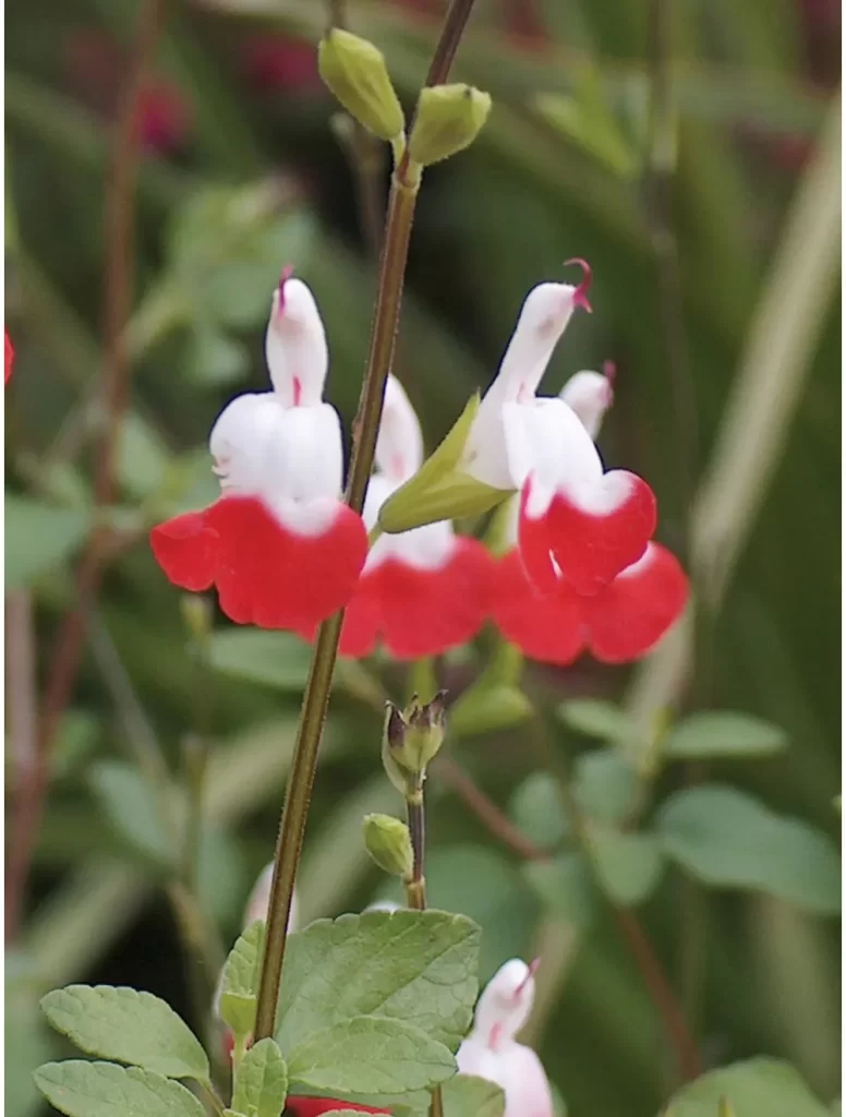 Red and white blooms of Salvia 'Hot Lips.' 