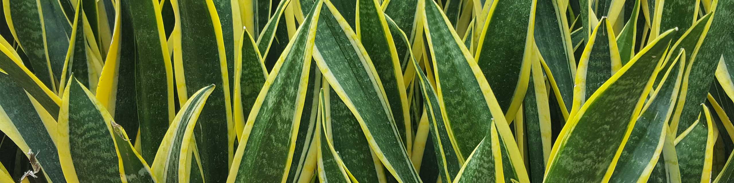 Close up of the leaves of variegated snake plant (Sansevieria Trifasciata)
