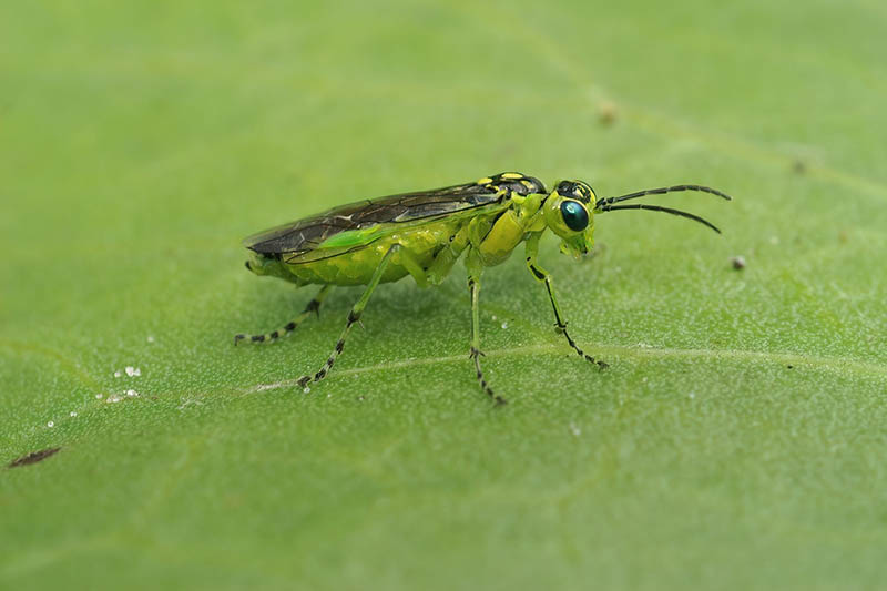A close up horizontal image of a sawfly resting on a leaf.
