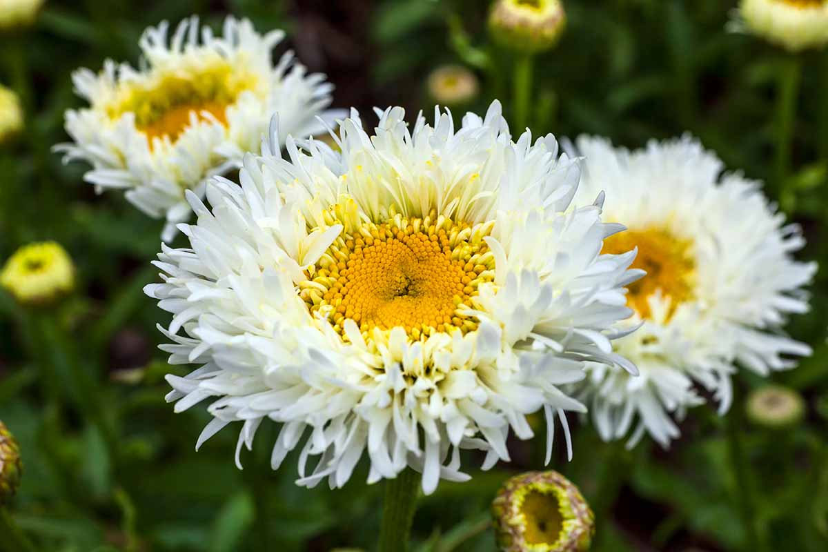 A close up horizontal image of Shasta daisy flowers growing in the garden pictured on a soft focus background.