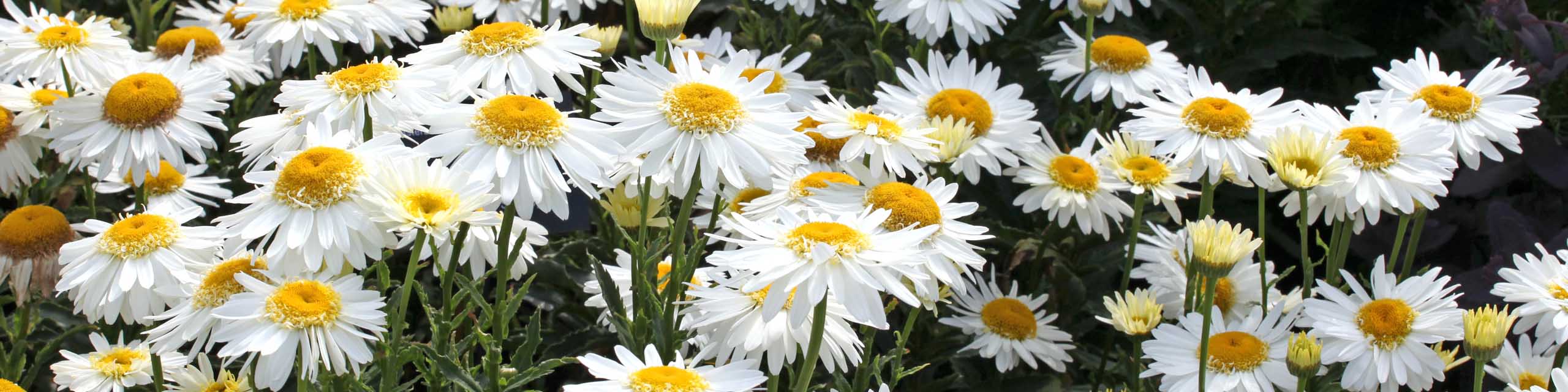 Flower bed full of white double petaled shasta daisies.