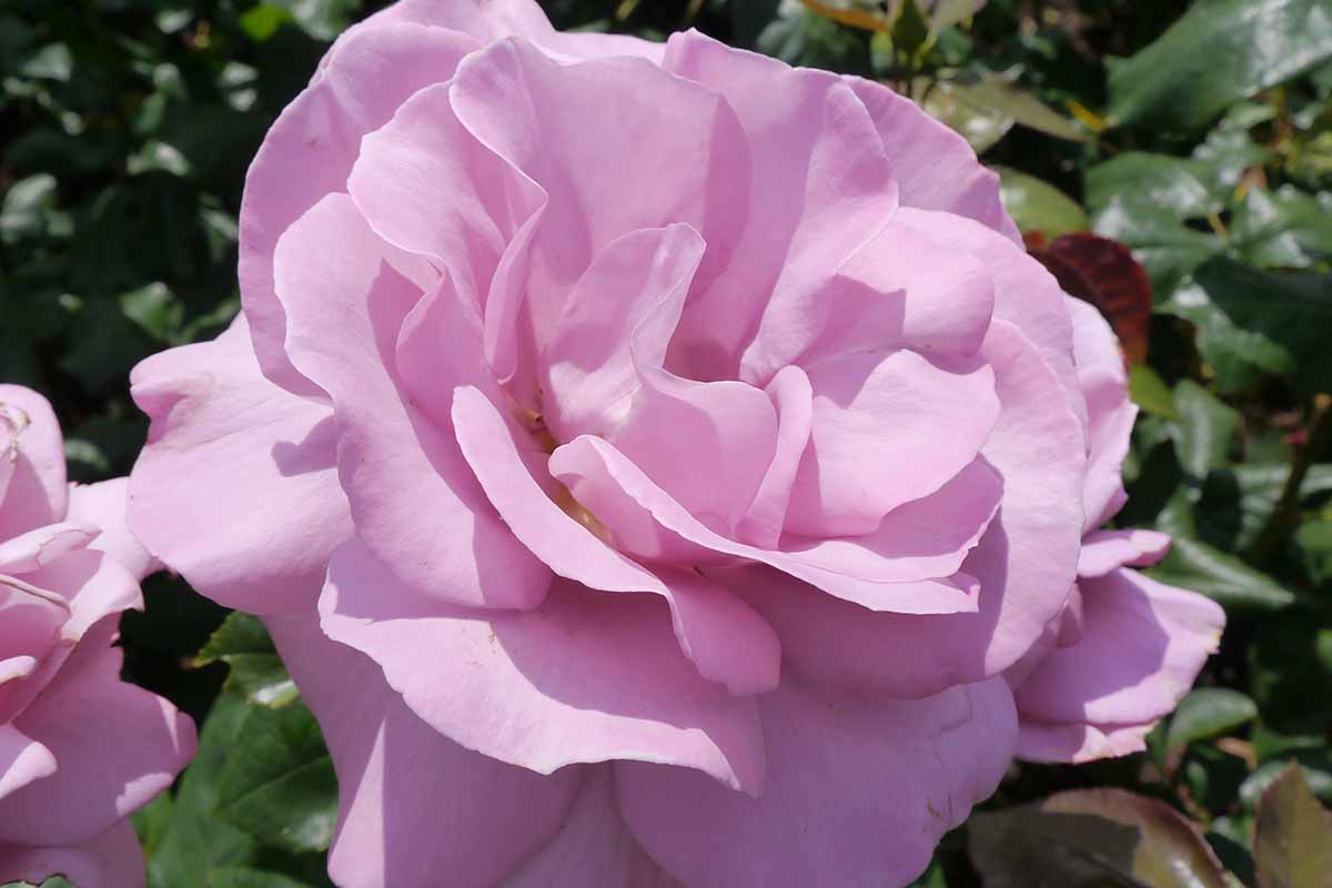 A horizontal image of a single pink 'Silver Shadows' flower pictured in bright sunshine with foliage in soft focus in the background.