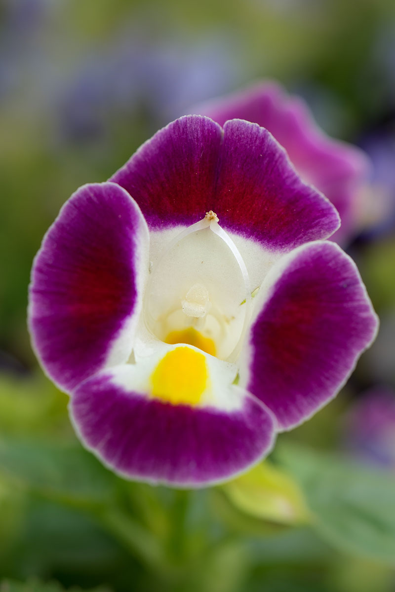 A close up vertical image of a single purple and white torenia flower showing the "wishbone" in the center that inspires its common name.