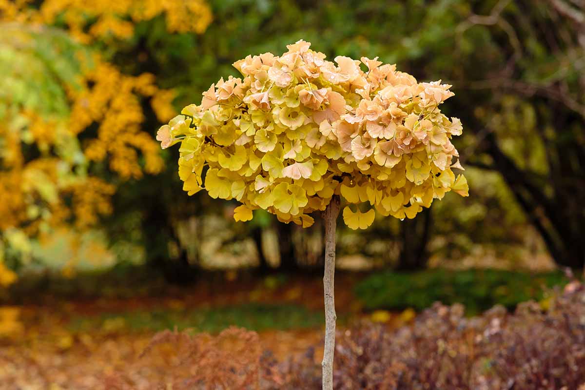 Une image horizontale en gros plan d'un petit arbre ginkgo qui pousse dans le jardin à l'automne.