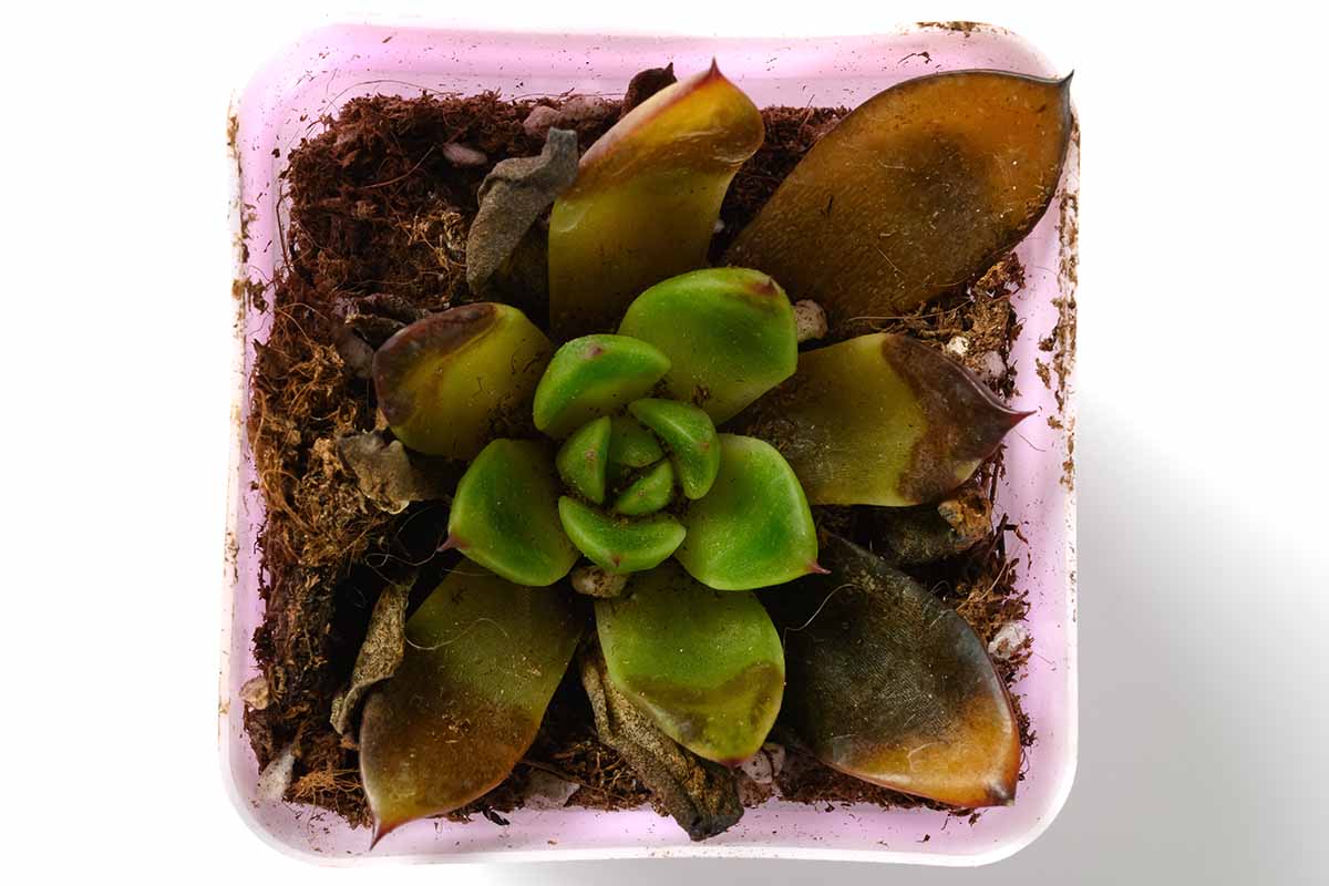 A close up horizontal image of a small potted succulent plant suffering from rot.