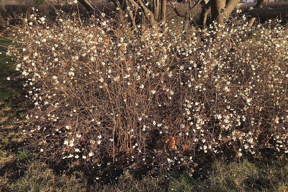 A close up horizontal image of snowberry bushes with berries in winter.
