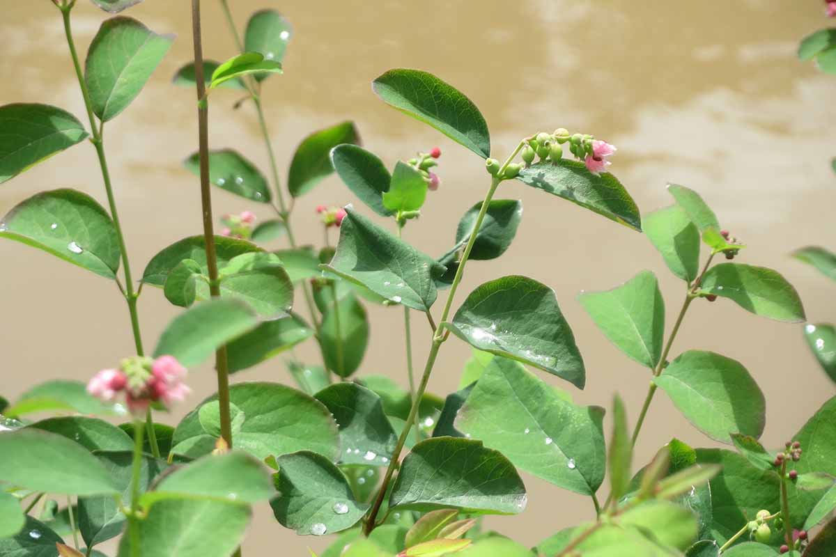 A close up horizontal image of Symphoricarpos albus foliage and small pink flower buds with a muddy pond in the background.