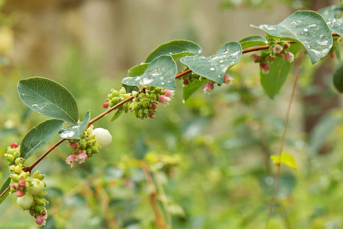 A close up horizontal image of a branch of a snowberry bush (Symphoricarpos albus) with developing berries, pictured on a soft focus background.