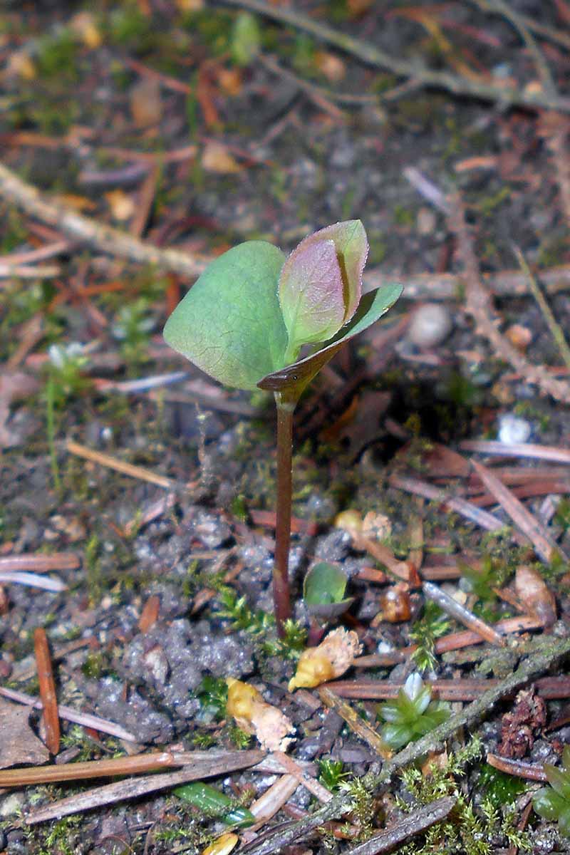A close up vertical image of a tiny Symphoricarpos albus (snowberry) seedling growing in the garden.