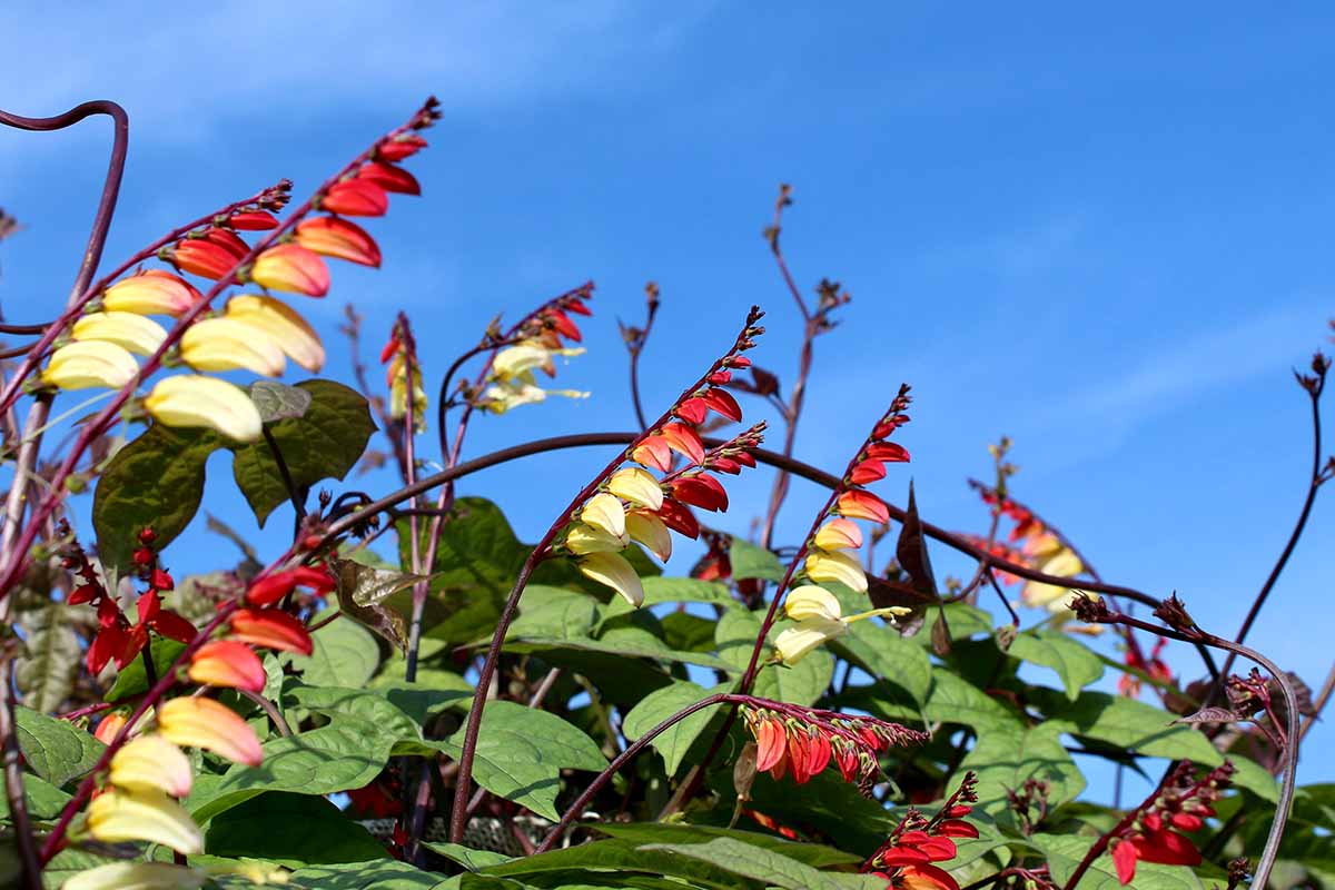 A close up horizontal image of colorful firecracker vines growing in the garden pictured on a blue sky background.