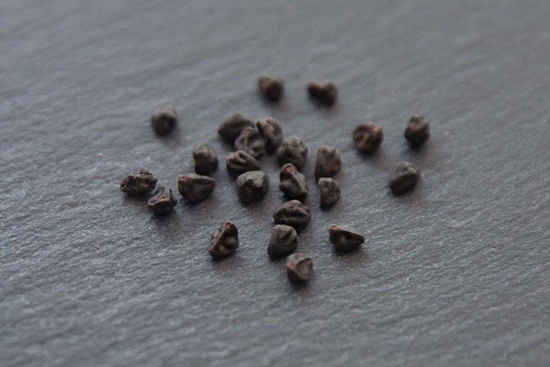 A close up horizontal image of Ipomoea lobata seeds on a dark gray surface.