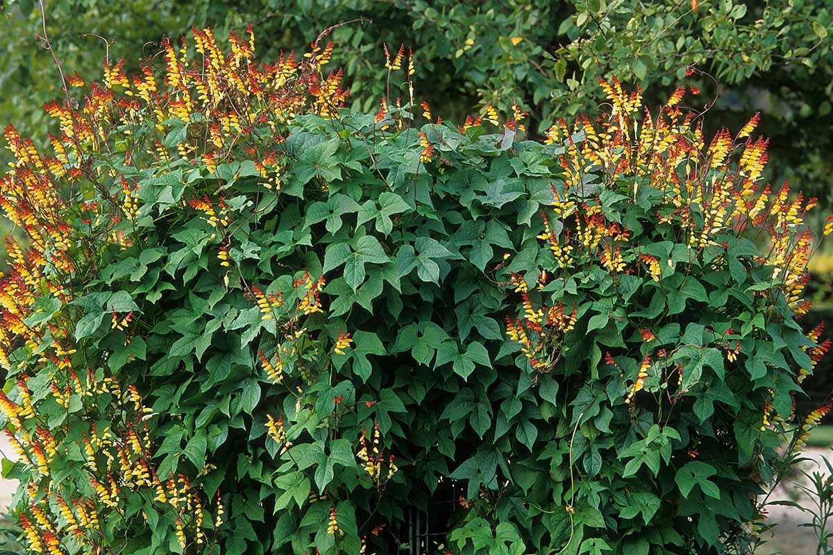 A horizontal image of Spanish flag aka firecracker vine growing in the garden with yellow and red flowers.