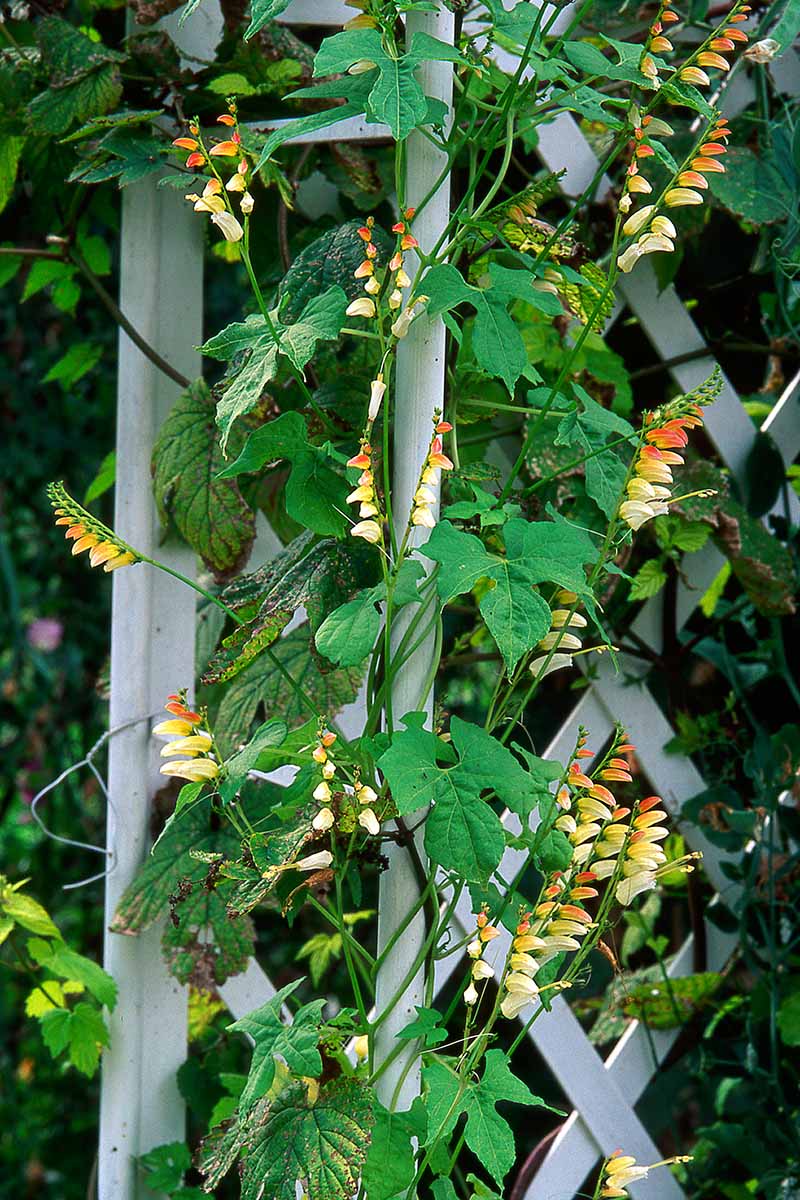 A vertical image of a firecracker vine growing up a trellis in the garden.