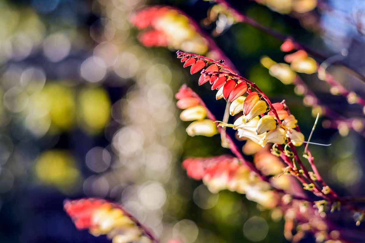 A horizontal image of Spanish flag flowers growing in the garden pictured on a bright soft focus background.