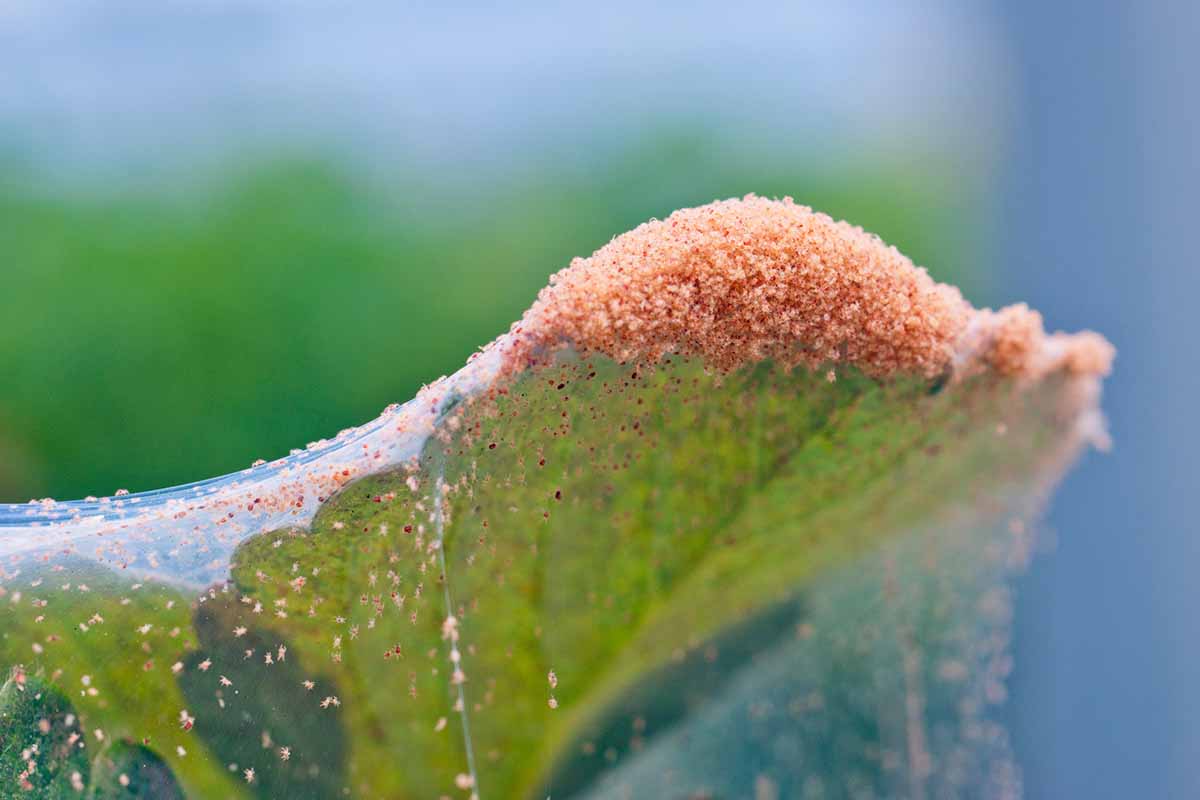 A close up horizontal image of a large spider mite infestation on a leaf.