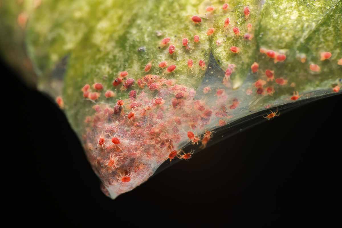 A close up horizontal image of an infestation of spider mites on foliage.