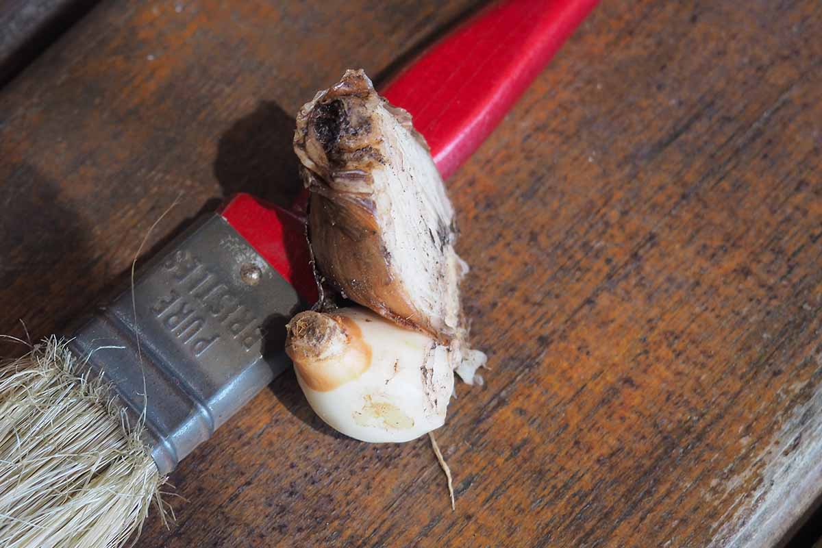 A close up horizontal image of a bulb split in half set on a wooden surface with a paintbrush.