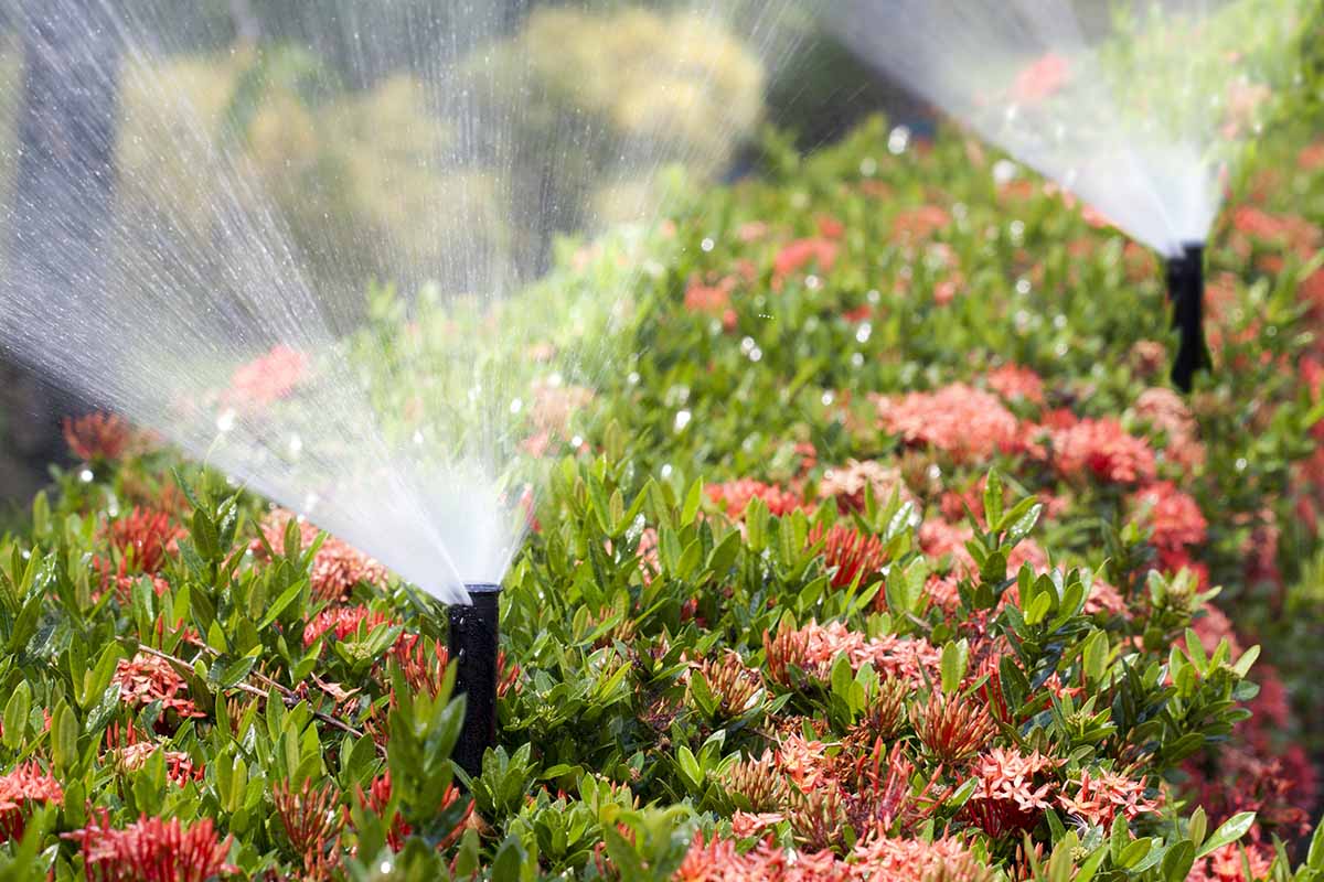 A horizontal image of sprinklers irrigating flowers in the garden.