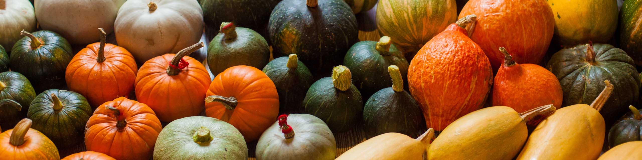 Different types of squash and pumpkins.