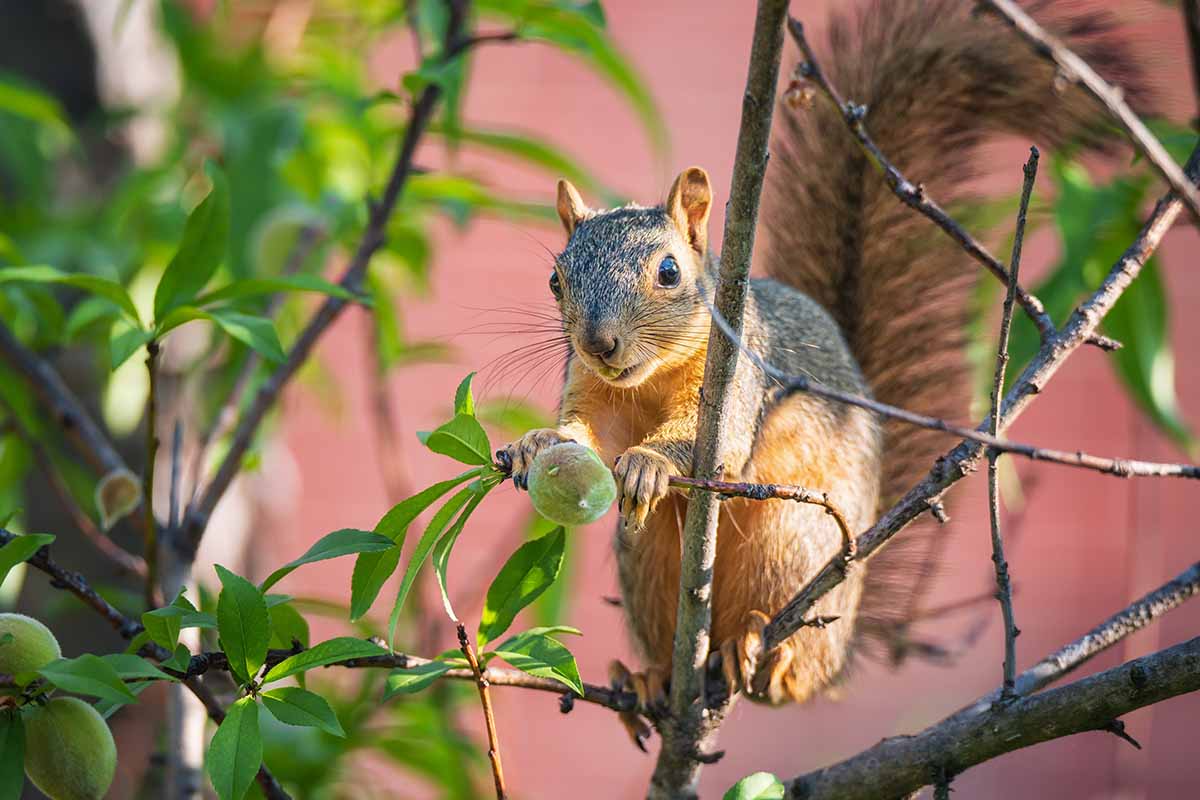 A close up horizontal image of a squirrel eating fruit in an orchard.