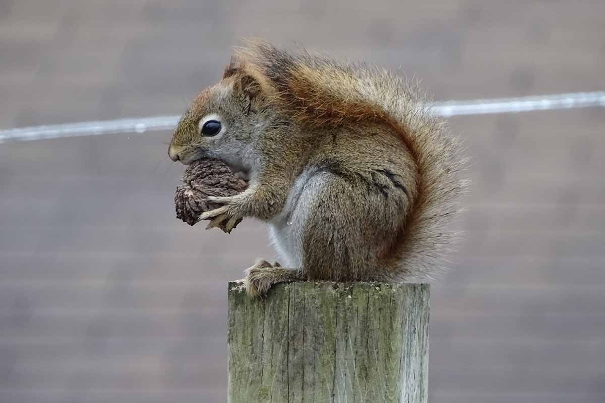 A close up horizontal image of a red squirrel eating a black walnut while perched on a wooden pole.