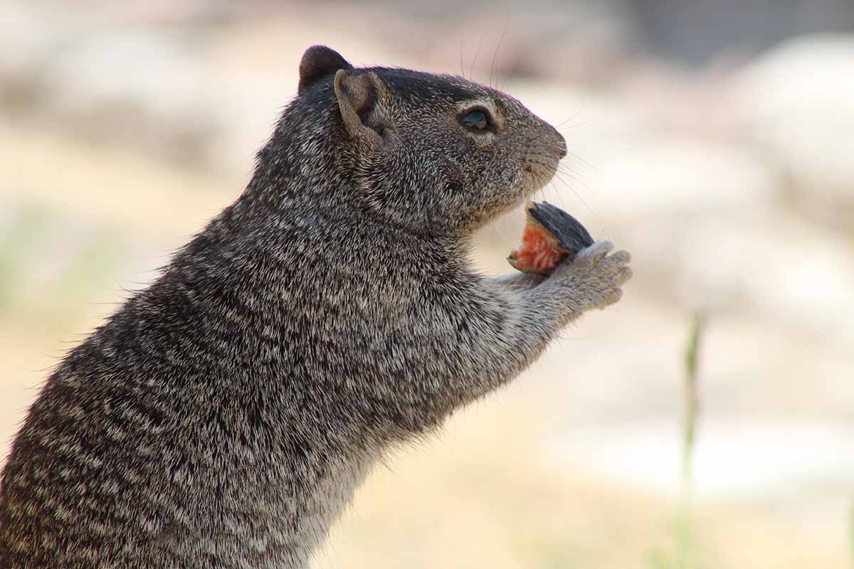 A close up horizontal image of a squirrel munching on a fig pictured on a soft focus background.