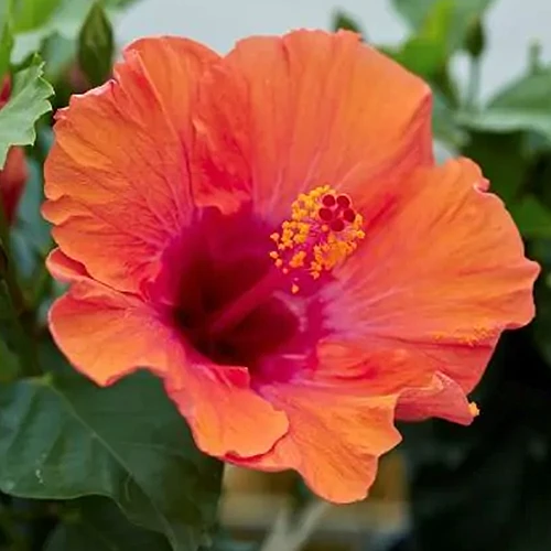 A square image of a single 'Starlette' hibiscus flower pictured on a soft focus background.