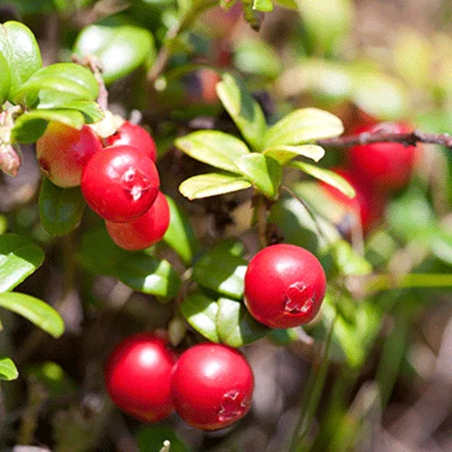 A close up square image of bright red 'Stevens' cranberries growing in the garden pictured in light sunshine on a soft focus background.