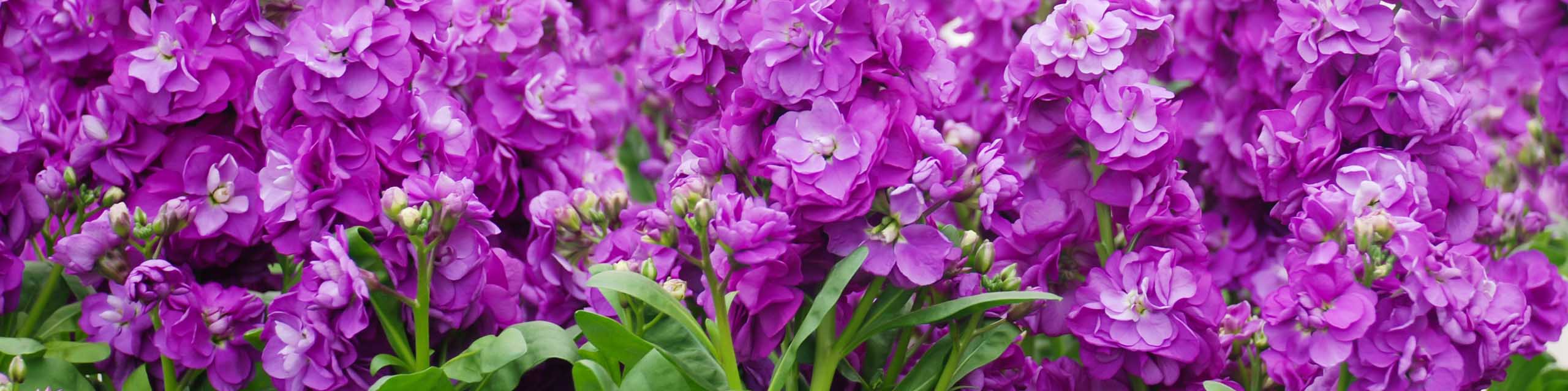 Purple stock flowers (Matthiola Incana) growing in a flower bed.