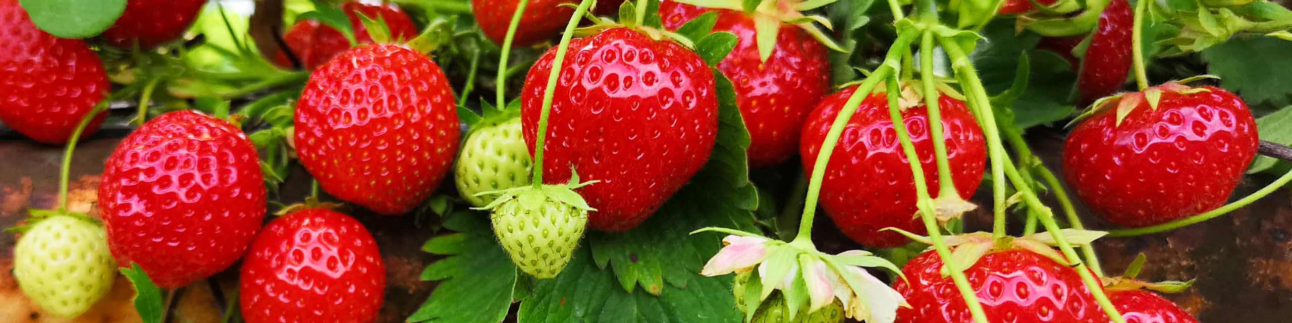 Close up of ripe strawberries growing on the plant.