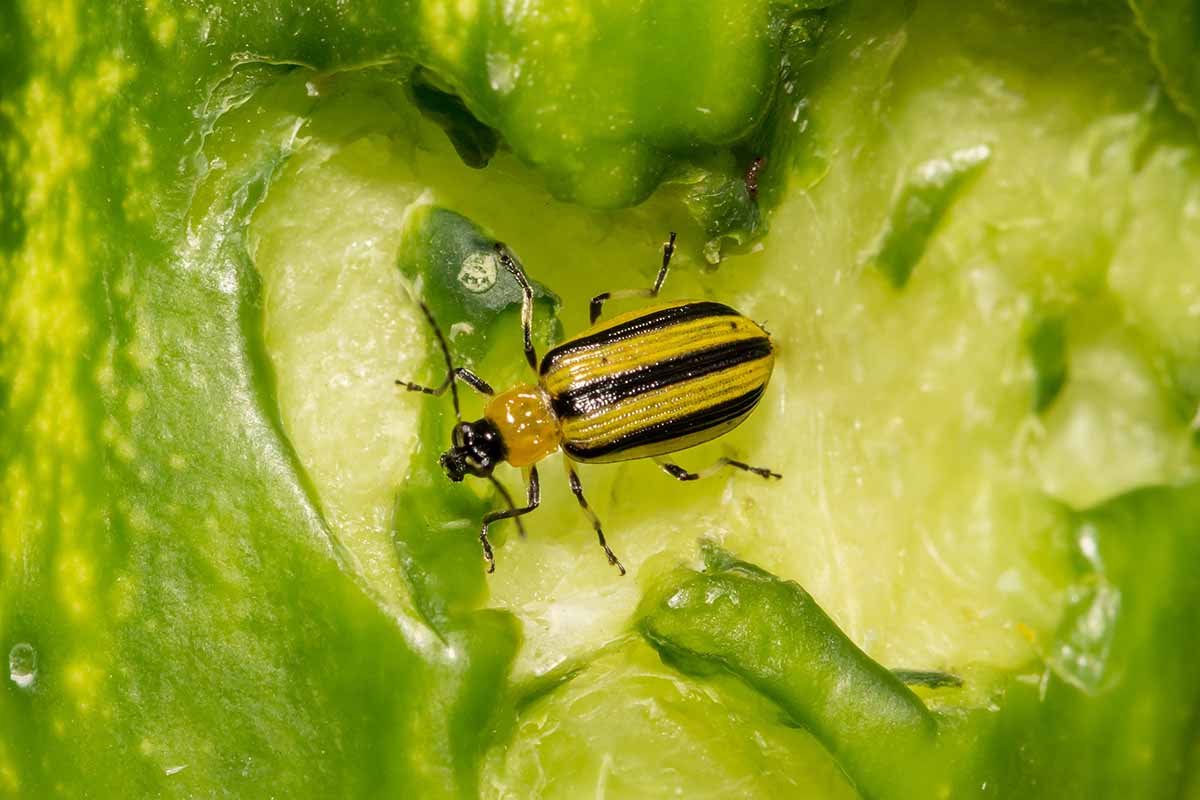 A close up of a striped cucumber beetle on a leaf.