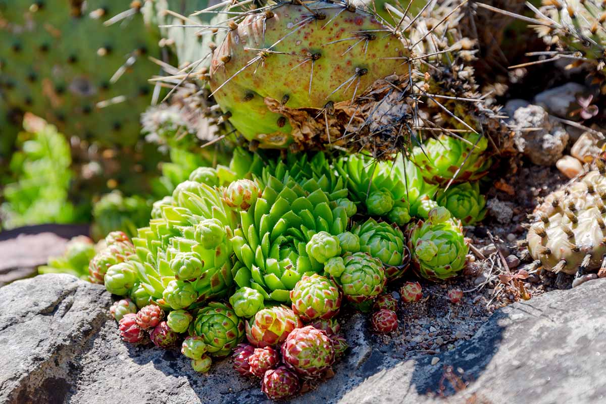 A close up horizontal image of succulents growing outdoors in the garden on the top of rocks.