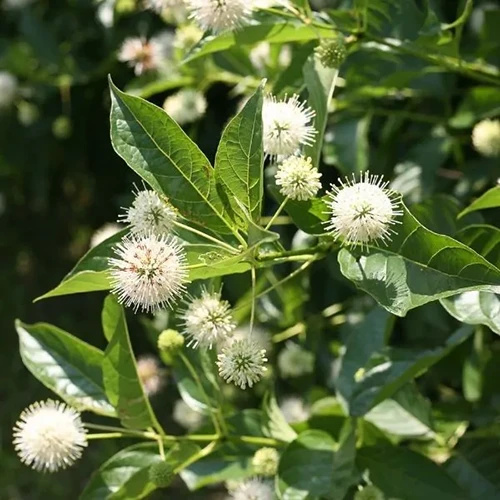 A square image of Cephalanthus occidentalis Sugar Shack growing in the garden pictured on a soft focus background.