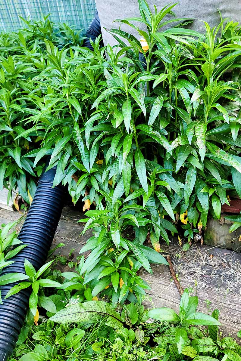A vertical image of Helianthus angustifolius plants growing by a water barrel in the garden.