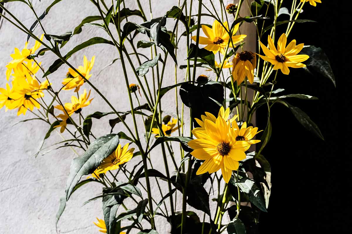 A horizontal image of blooming swamp sunflowers (Helianthus angustifolius) growing in a container outdoors, pictured in bright sunshine.