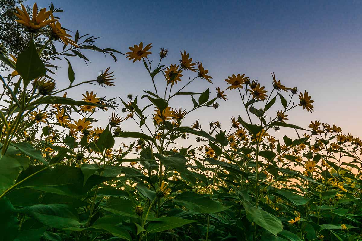 A horizontal image of a meadow of swamp sunflowers (Helianthus angustifolius) in evening sunshine.