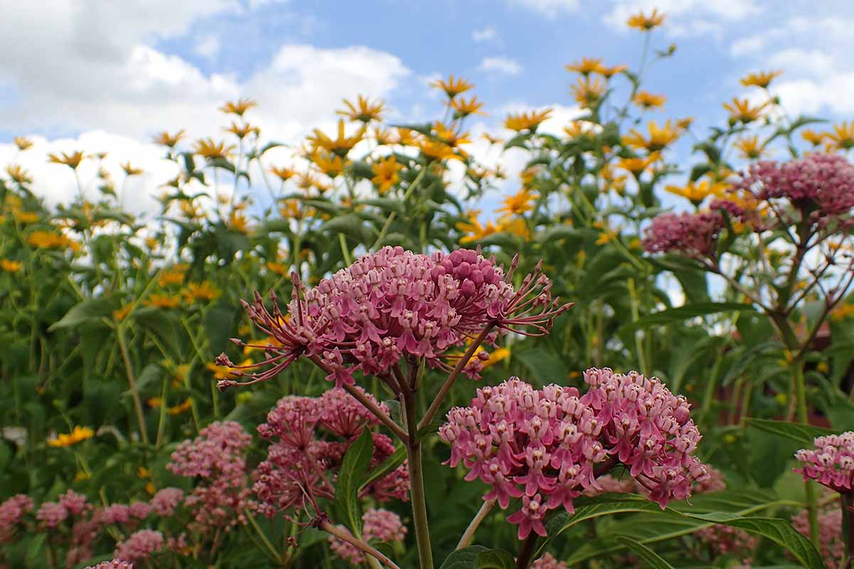A horizontal image of a meadow with milkweed and swamp sunflowers pictured on a cloudy blue sky background.
