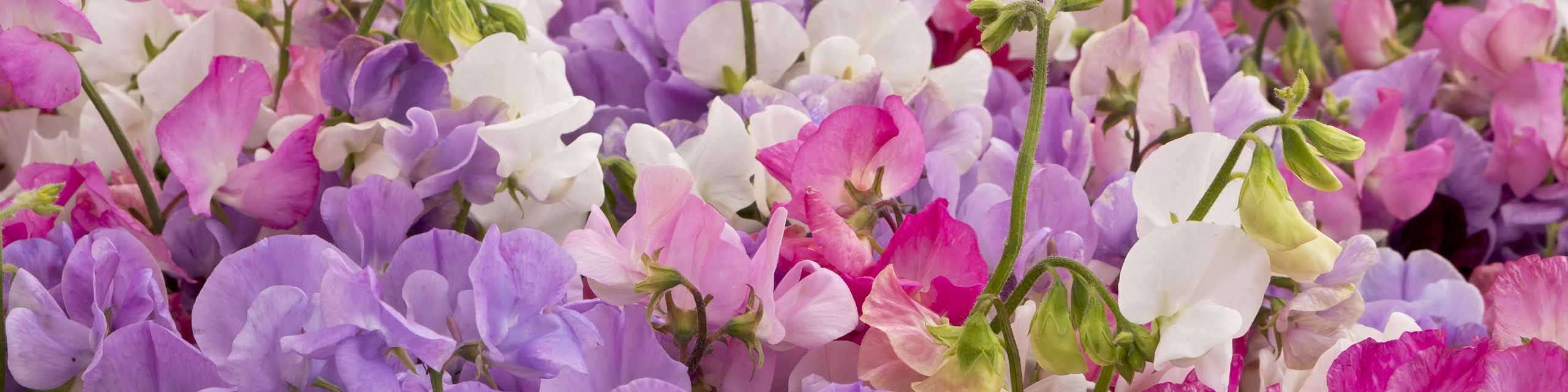Close up of pastel colored sweet pea flowers.