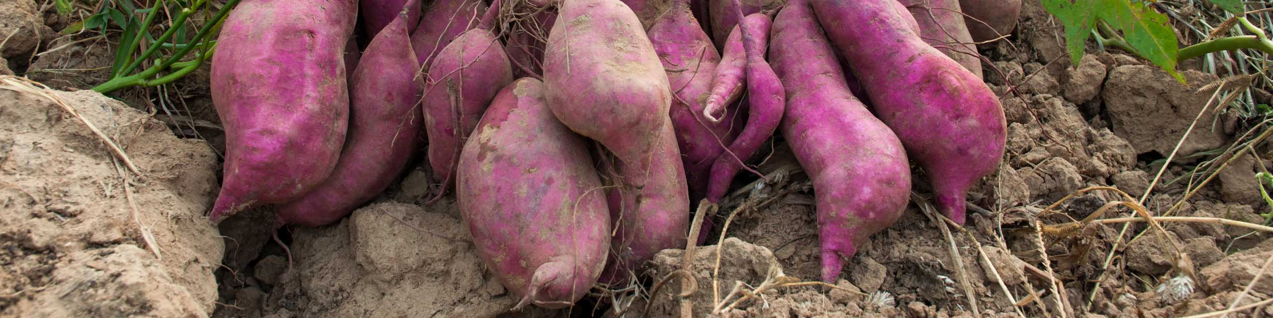 Freshly harvested purple sweet potatoes on garden soil.