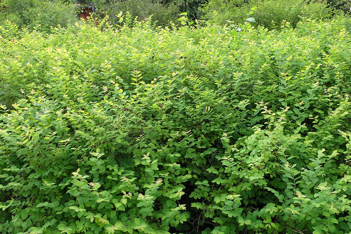 A horizontal image of Symphoricarpos rivularis bushes growing wild.