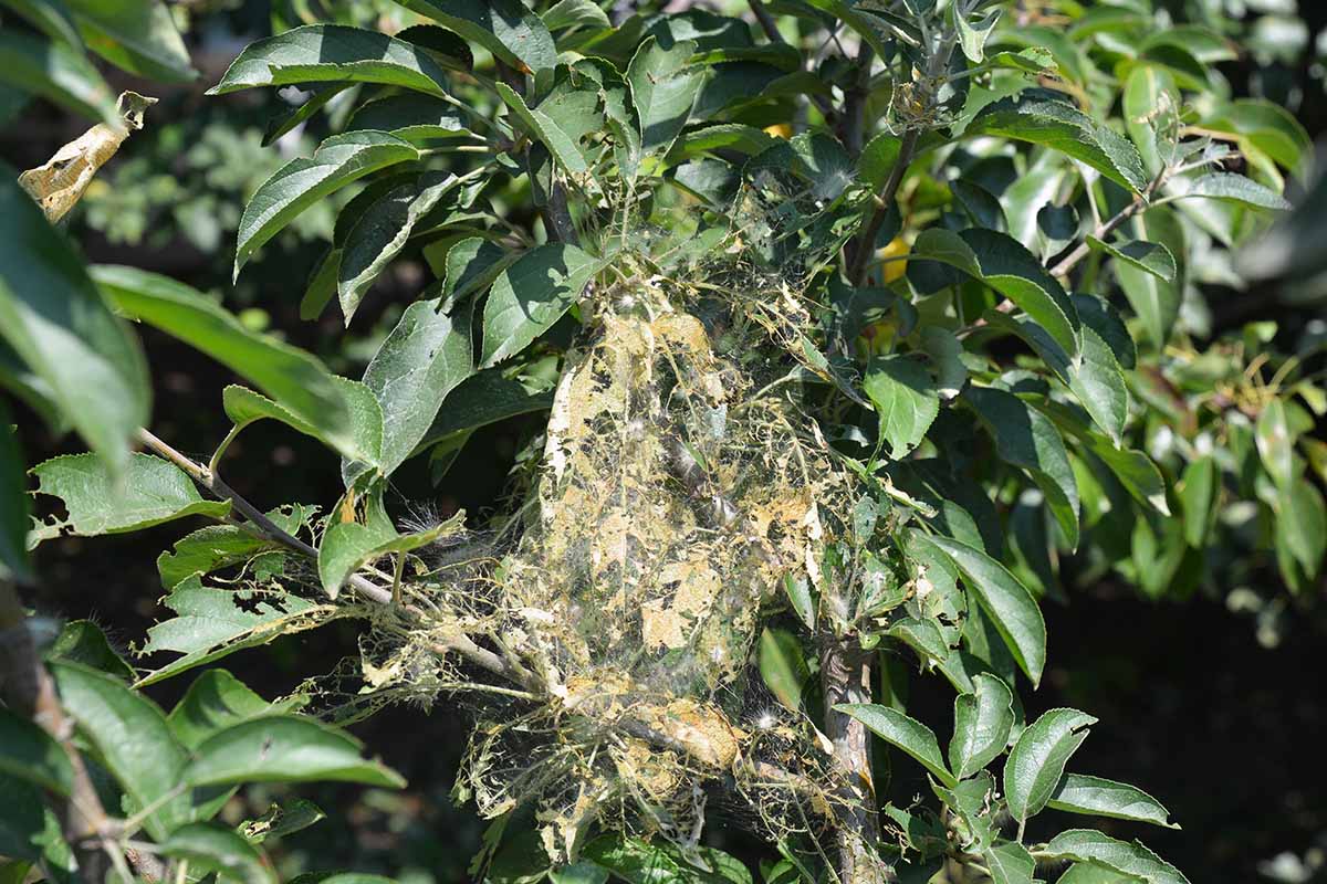 A horizontal image of a large mass of tent caterpillars on a peach tree pictured in light sunshine.