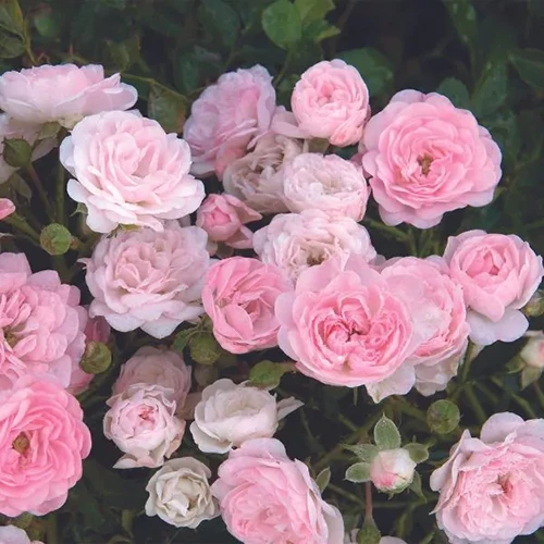 A close up square image of soft pink 'The Fairy' roses growing in the garden.