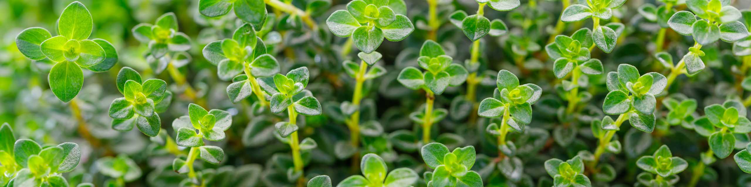 Thyme growing in a herb garden.