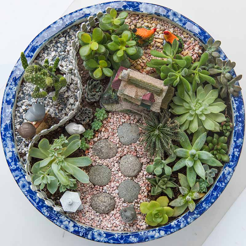 A square image of a top down view of a succulent fairy garden with a small house, a stone pathway, and cute figurines.