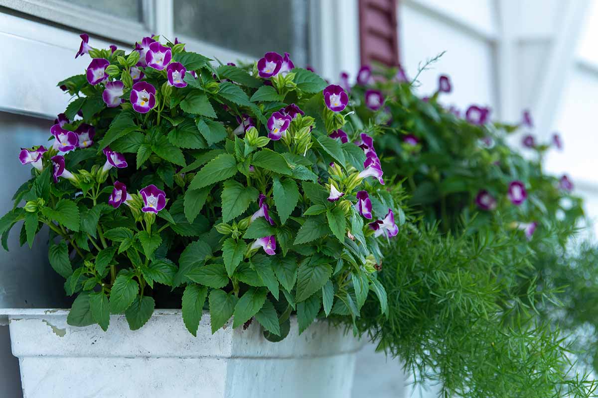A close up horizontal image of torenia flowers growing in window boxes outside a residence.
