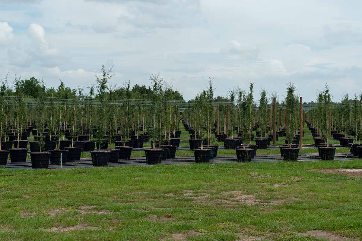 A horizontal image of saplings for sale at a garden center.