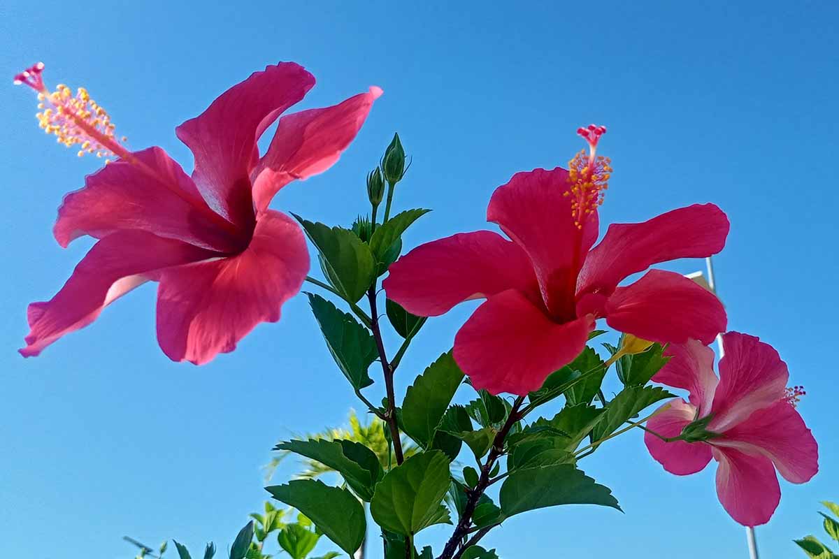 A close up horizontal image of red tropical hibiscus flowers pictured on a blue sky background.