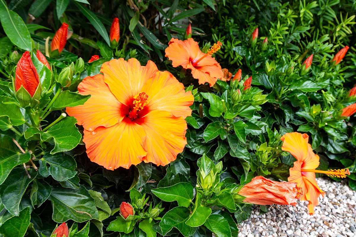 A close up horizontal image of an orange tropical hibiscus flower growing in the garden.