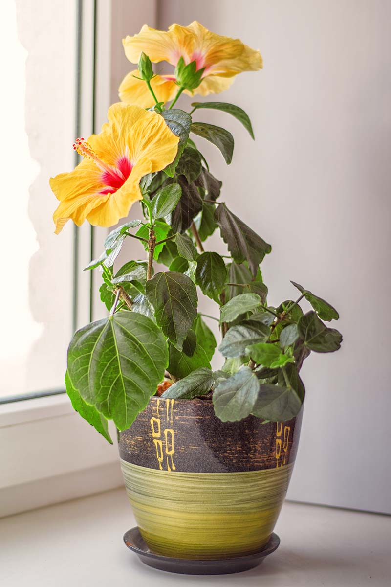 A close up vertical image of a yellow tropical hibiscus flower growing in a small pot indoors on a windowsill.